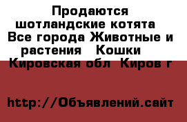 Продаются шотландские котята - Все города Животные и растения » Кошки   . Кировская обл.,Киров г.